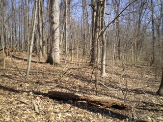Property photo 3 - 218+/- Acres Offered in 9 Tracts with 147+/- Tillable Acres - Possession for 2012 Crop Year!