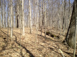 Tract 4 - 218+/- Acres Offered in 9 Tracts with 147+/- Tillable Acres - Possession for 2012 Crop Year!