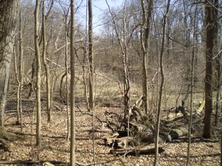 Property photo 6 - 218+/- Acres Offered in 9 Tracts with 147+/- Tillable Acres - Possession for 2012 Crop Year!
