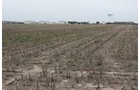 Property photo 4 - Cimarron, Kansas Land Auction - 310 Acres Offered in 7 Tracts