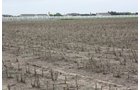 Property photo 15 - Cimarron, Kansas Land Auction - 310 Acres Offered in 7 Tracts