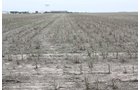 Property photo 5 - Cimarron, Kansas Land Auction - 310 Acres Offered in 7 Tracts