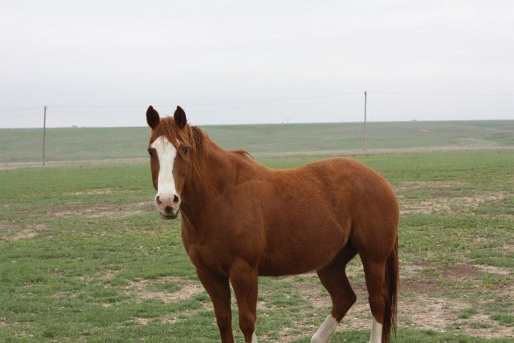 Property photo 14 - Cimarron, Kansas Land Auction - 310 Acres Offered in 7 Tracts