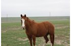 Property photo 14 - Cimarron, Kansas Land Auction - 310 Acres Offered in 7 Tracts