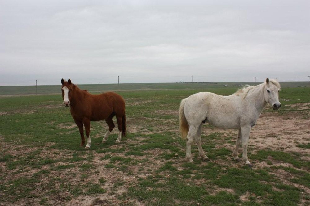 Property photo 3 - Cimarron, Kansas Land Auction - 310 Acres Offered in 7 Tracts