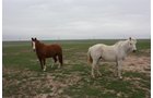 Property photo 3 - Cimarron, Kansas Land Auction - 310 Acres Offered in 7 Tracts