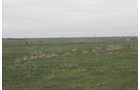 Property photo 13 - Cimarron, Kansas Land Auction - 310 Acres Offered in 7 Tracts