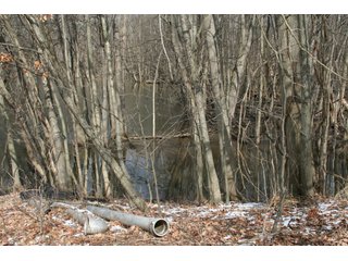 Property photo 21 - Real Estate Auction - 190.6 Acres in 5 Tracts, Tillable, Country Home & Woods