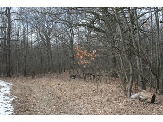 Property photo 37 - Real Estate Auction - 190.6 Acres in 5 Tracts, Tillable, Country Home & Woods