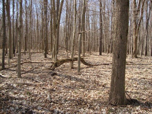 Property photo 3 - 35+/- Acre Real Estate Auction