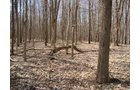 Property photo 3 - 35+/- Acre Real Estate Auction