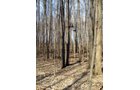Property photo 2 - 35+/- Acre Real Estate Auction