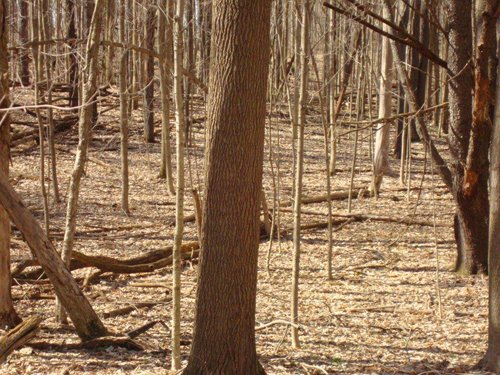 Property photo 4 - 35+/- Acre Real Estate Auction