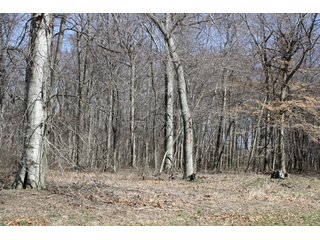 Property photo 2 - 35 Acres Real Estate Auction