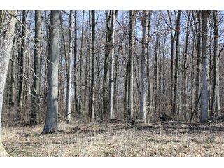 Property photo 5 - 35 Acres Real Estate Auction