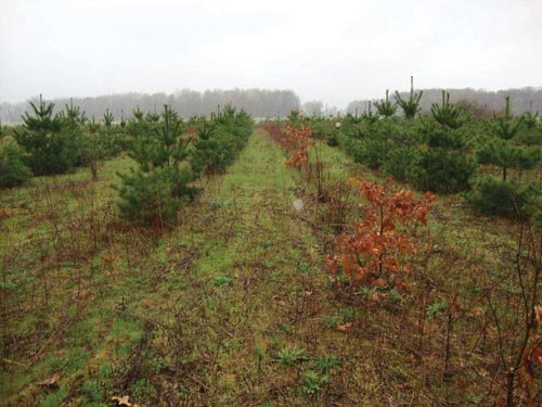 Property photo 7 - 40+/- Acres Offered in 3 Tracts with a Remodeled Country Home