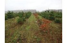 Property photo 7 - 40+/- Acres Offered in 3 Tracts with a Remodeled Country Home