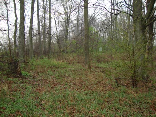 Property photo 8 - 40+/- Acres Offered in 3 Tracts with a Remodeled Country Home