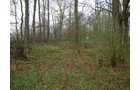 Property photo 8 - 40+/- Acres Offered in 3 Tracts with a Remodeled Country Home