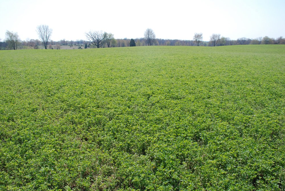 Property photo 1 - Land Auction - 85 acres Offered in 5 Tracts
