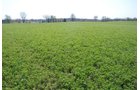 Property photo 1 - Land Auction - 85 acres Offered in 5 Tracts