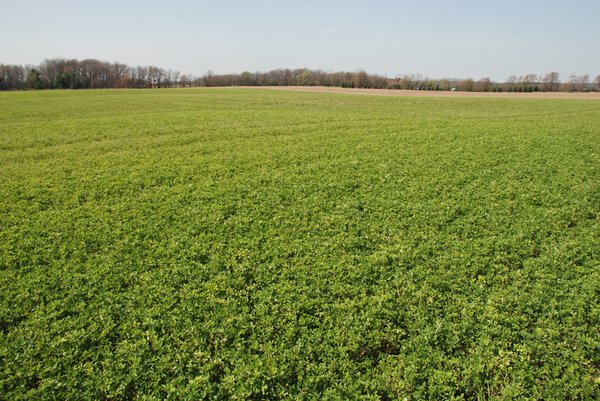 Land Auction - 85 acres Offered in 5 Tracts
