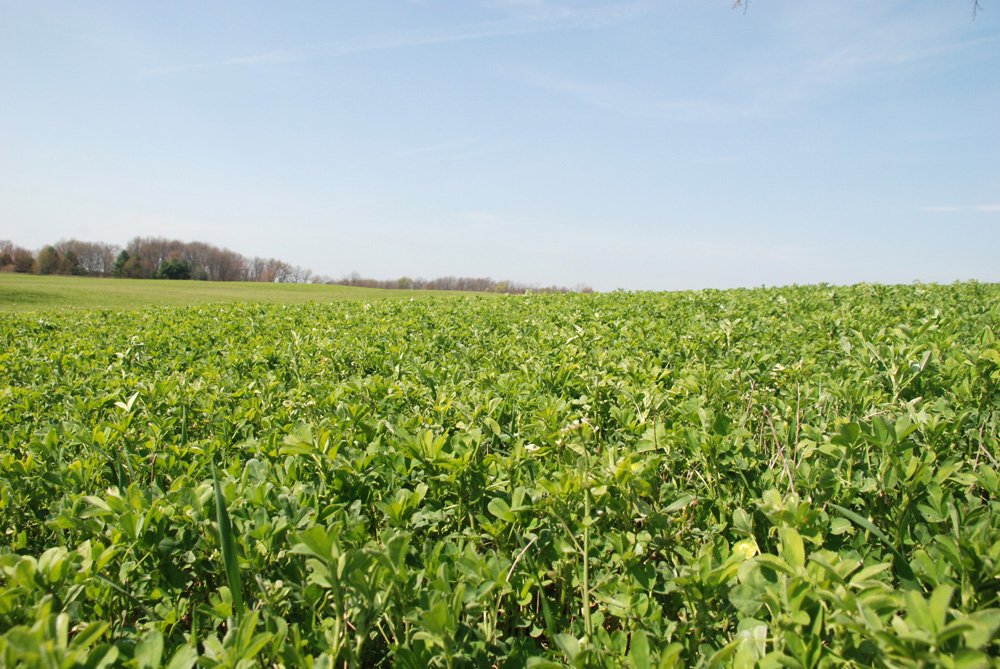 Property photo 5 - Land Auction - 85 acres Offered in 5 Tracts