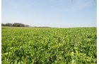 Property photo 5 - Land Auction - 85 acres Offered in 5 Tracts