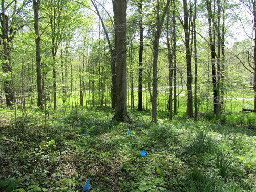 Property photo 12 - Real Estate Auction - 1939 Dutch Colonial home plus guest house, horse barn and 144 ft pole barn, all on over 11.5 acres