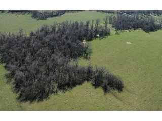 Tract 12 Woods - Cattle Farm Land Auction, 1,200 Acres in 16 Tracts, Hay & Pasture Land, Woods, Excellent Improvements