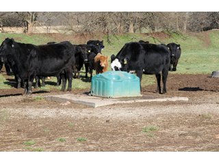 Tract 13 - Cattle Farm Land Auction, 1,200 Acres in 16 Tracts, Hay & Pasture Land, Woods, Excellent Improvements