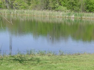 Property photo 18 - 77+/- Acres Offered in 6 Tracts of Noble County Real Estate and Personal Property Auction