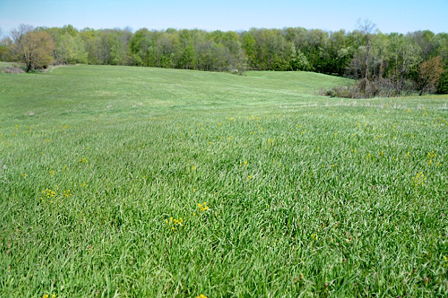 35+/- Acres Offered in 3 Tracts Absolute Land Auction