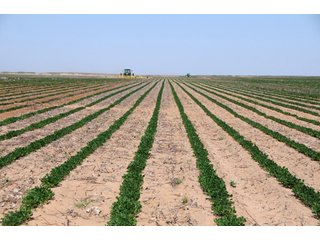 Property photo 12 - 3,233+/- Acre All Contiguous Land Auction Offered in 2 Tracts with 2,162+/- Acres Irrigated Cropland