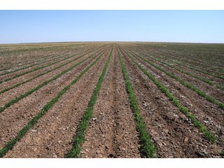 Property photo 13 - 3,233+/- Acre All Contiguous Land Auction Offered in 2 Tracts with 2,162+/- Acres Irrigated Cropland