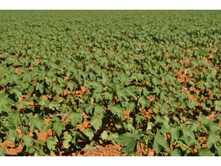 Property photo 21 - 3,233+/- Acre All Contiguous Land Auction Offered in 2 Tracts with 2,162+/- Acres Irrigated Cropland