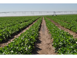 Property photo 15 - 3,233+/- Acre All Contiguous Land Auction Offered in 2 Tracts with 2,162+/- Acres Irrigated Cropland