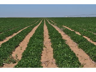Property photo 22 - 3,233+/- Acre All Contiguous Land Auction Offered in 2 Tracts with 2,162+/- Acres Irrigated Cropland