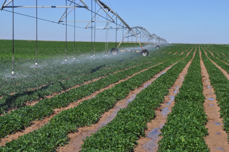 3,233+/- Acre All Contiguous Land Auction Offered in 2 Tracts with 2,162+/- Acres Irrigated Cropland