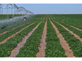 Property photo 17 - 3,233+/- Acre All Contiguous Land Auction Offered in 2 Tracts with 2,162+/- Acres Irrigated Cropland