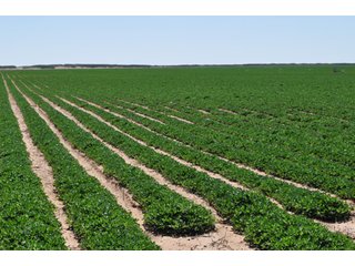 Property photo 23 - 3,233+/- Acre All Contiguous Land Auction Offered in 2 Tracts with 2,162+/- Acres Irrigated Cropland