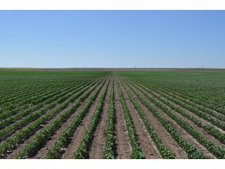 Property photo 18 - 3,233+/- Acre All Contiguous Land Auction Offered in 2 Tracts with 2,162+/- Acres Irrigated Cropland