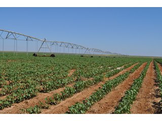 Property photo 24 - 3,233+/- Acre All Contiguous Land Auction Offered in 2 Tracts with 2,162+/- Acres Irrigated Cropland