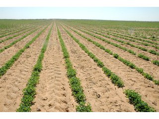 Property photo 8 - 3,233+/- Acre All Contiguous Land Auction Offered in 2 Tracts with 2,162+/- Acres Irrigated Cropland