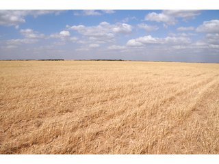 Property photo 45 - 3,233+/- Acre All Contiguous Land Auction Offered in 2 Tracts with 2,162+/- Acres Irrigated Cropland