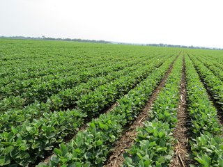 Property photo 38 - 805+/- Acre Land Auction Offered in 5 Tracts in Northwest Missouri