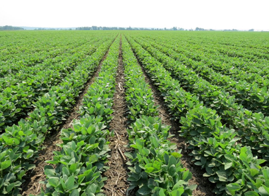 805+/- Acre Land Auction Offered in 5 Tracts in Northwest Missouri