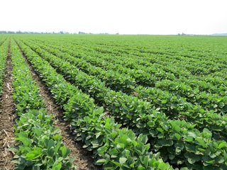 Tract 5 - 805+/- Acre Land Auction Offered in 5 Tracts in Northwest Missouri