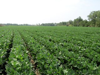Property photo 33 - 805+/- Acre Land Auction Offered in 5 Tracts in Northwest Missouri