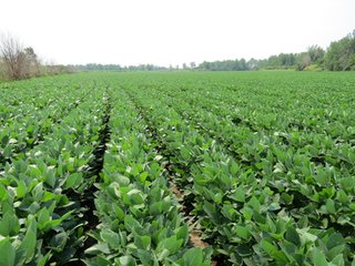 Tract 4 - 805+/- Acre Land Auction Offered in 5 Tracts in Northwest Missouri